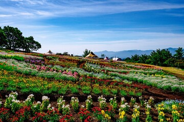 久住高原の春彩の畑