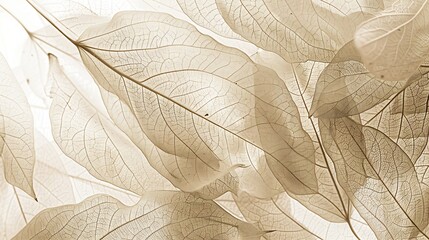 Nature abstract of flower petals beige transparent leaves with natural texture as natural background or wallpaper Macro texture neutral color aesthetic photo with veins of leaf botanic : Generative AI