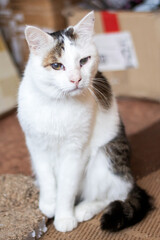 A domestic cat with white and brown fur is sitting in front of a cardboard box