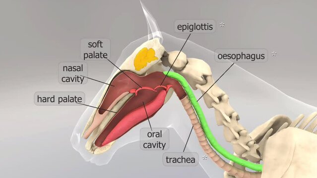 Horse feeding and respiration mechanism