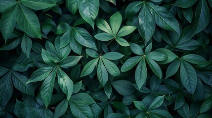 Nature of dark green leaf in garden Natural green leaves plants using  background cover page environment ecology or greenery wallpaper : Generative AI