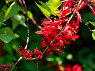 植物園に咲く鮮やかな赤色のヒシバデイゴ