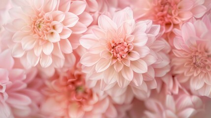 Close-up of a bouquet with light pink petals, excellent cut flower quality, unique texture, delicate and romantic