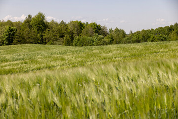 Fototapeta premium a field with green unripe barley in spring in windy weather