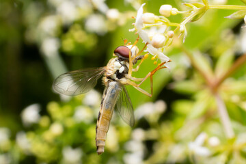 Diamond spottail (Fazia micrura) sucks nectar from a flower