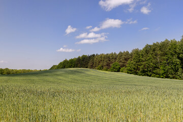 unripe barley ears in spring