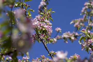 Beautiful pink apple blossoms on a blue sky background