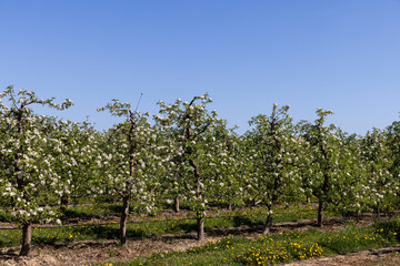 Naklejka premium apple trees blooming with white flowers in spring
