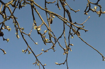 Tree branches on the background of the sky macro photo photography