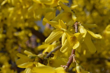 Fototapeta premium Yellow flowers on a tree macro photo photo Yellow flowers on a tree macro photo photo