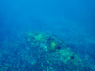 美しいイソギンチャク畑の可愛いクマノミ（クマノミ亜科）の一家とミツボシクロスズメダイ（スズメダイ科）他の群れ。

日本国静岡県伊豆半島賀茂郡南伊豆町中木から渡し船で渡るヒリゾ浜にて。
2022年10月水中撮影。
Yellowtail clownfish (Amphiprion clarkii) and Threespot dascyllus (Dascyllus trimaculatus) and