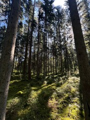 Obraz premium footpath in the woods