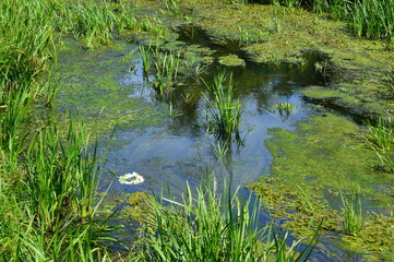 River with algae and plants and floating white wreath of flowers macro photo photography