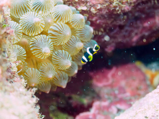 美しいイソギンチャク畑の可愛いクマノミ（クマノミ亜科）の幼魚。

日本国静岡県伊豆半島賀茂郡南伊豆町中木から渡し船で渡るヒリゾ浜にて。
2022年10月水中撮影。

The Lovely juvenile Yellowtail clownfish (Amphiprion clarkii) in Beautiful Sea Anemones,
