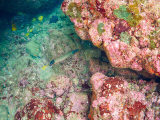 美しいカゴカキダイ（カゴカキダイ科）、チョウチョウウオ（チョウチョウウオ科）、ヘラヤガラ（ヘラヤガラ科）他の群れ。

日本国静岡県伊豆半島賀茂郡南伊豆町中木から渡し船で渡るヒリゾ浜にて。
2022年10月水中撮影。
Stripey (Microcanthus strigatus) Oriental ButterflyFish (Chaetodon aurites), Painted flutemo