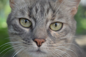 Face of a gray cat nose eyes macro photo photo