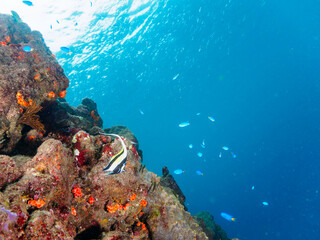 ドロップオフにいる美しいツノダシ（ツノダシ科）。
ソラスズメダイ（スズメダイ科）、キンギョハナダイ（ハナダイ科）他の群れ。

日本国静岡県伊豆半島賀茂郡南伊豆町中木から渡し船で渡るヒリゾ浜にて。
2022年10月水中撮影。
Moorish Idol juvenile (Zanclus cornutus) at the drop-off.
Schools of Heavenly Damselfish