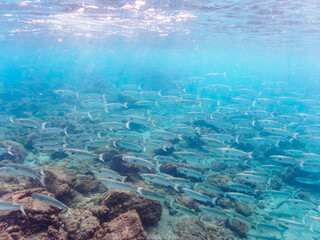 水面近くを泳ぐ美しいボラ（ボラ科）の群れ。

日本国静岡県伊豆半島賀茂郡南伊豆町中木から渡し船で渡るヒリゾ浜にて。
2022年10月水中撮影。


A school of the Beautiful Flathead Gray Mullet (Mugil cephalus).
