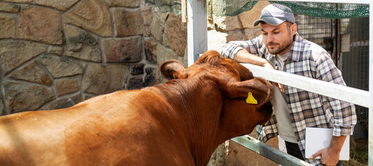 A male farm worker inspects cows at a cattle farm.