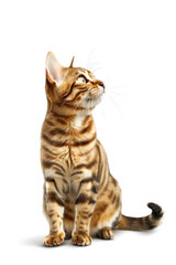 Fototapeta premium Bengal cat isolated on white background. Domestic pet concept.