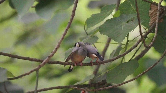 java sparrow on a banch