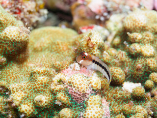 美しいサンゴと可愛いミノカエルウオ（イソギンポ科）の幼魚他。

日本国静岡県伊豆半島賀茂郡南伊豆町中木から渡し船で渡るヒリゾ浜にて。
2022年10月水中撮影。

Beautiful corals and lovely juvenile Barred Blenny (Cirripectes polyzona) and others.
