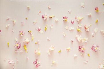 Scattered pink, white and yellow petals are spread across a light beige surface. The petals vary in...