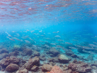 水面近くを泳ぐ美しいボラ（ボラ科）の群れ。

日本国静岡県伊豆半島賀茂郡南伊豆町中木から渡し船で渡るヒリゾ浜にて。
2022年10月水中撮影。


A school of the Beautiful Flathead Gray Mullet (Mugil cephalus).

