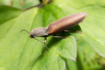 Close-up of Athous haemorrhoidalis, a beetle of the Elateridae family