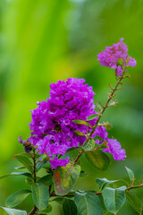 The purple wild flowers in the garden