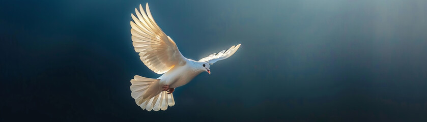 Obraz premium Graceful white dove symbolizing peace and freedom flying in the sunlight against a dark blue sky