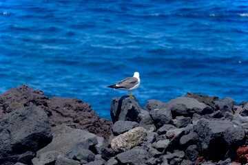 seagull on the rocks