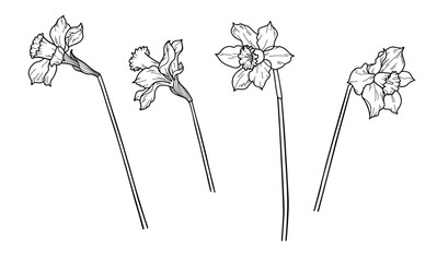 Hand-drawn daffodils. Black and white image on white background.