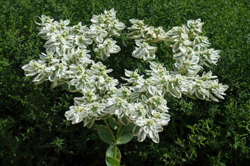 Many white flowers of Euphorbia marginata in September