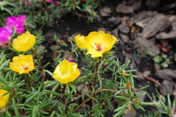 Close shot of yellow flowers of Portulaca grandiflora in August
