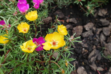 Vibrant yellow flowers of Portulaca grandiflora in August