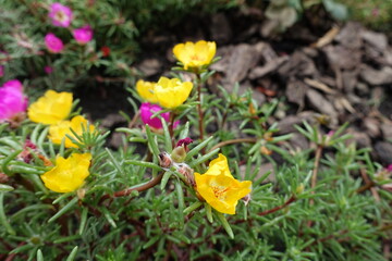 Yellow flowers in the leafage of Portulaca grandiflora in August