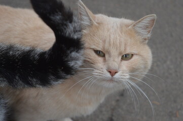 Red cat near the tail of another cat macro photo photo