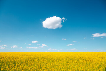 Obraz premium Spectacular yellow rapeseed field and cultivated land on a sunny day.
