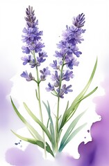 Lavender watercolor background. Delicate flower bouquet on a white background. Spring-summer banner template