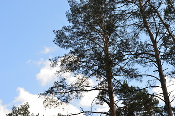 Forest pine on the background of the sky nature photo photo