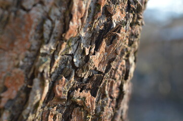 Tree bark macro nature photo photography