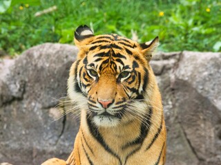 Of a sumatran tiger in a natural habitat with a rocky background