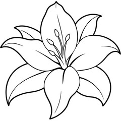 sketch of lily flower