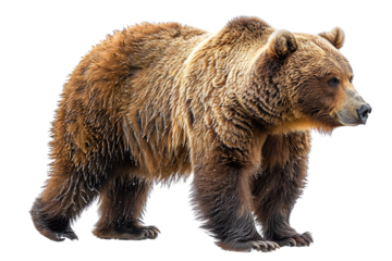 View from side of bear isolated on white background, transparent background