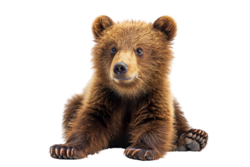 Baby bear isolated on white background, transparent background