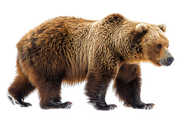 View from side of bear isolated on white background, transparent background
