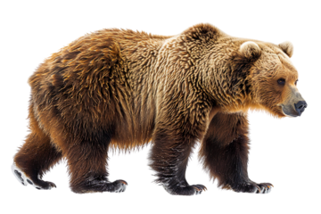 View from side of bear isolated on white background, transparent background