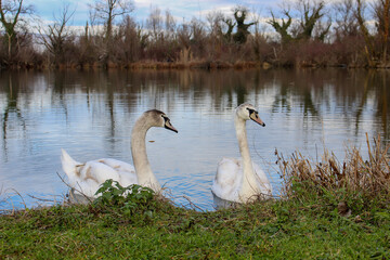 Two swans on the lake