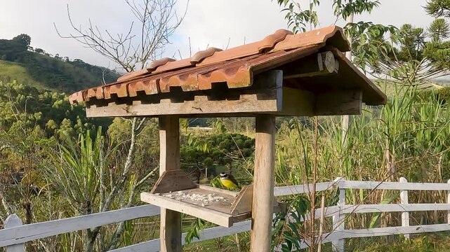 Birdwatching in the middle of the forest at Serra da Mantiqueira, Delfim Moreira.